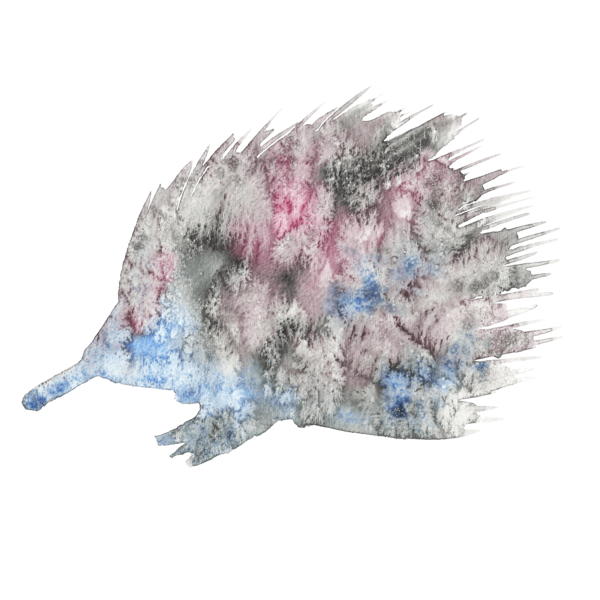 artistic echidna silhouette